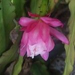Disocactus phyllanthoides Blüte