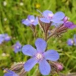 Anchusa italica