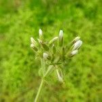 Cerastium glomeratumKukka