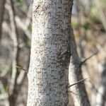 Flacourtia indica Bark