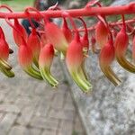 Gasteria disticha Flower