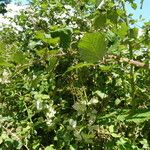 Rubus winteri Habitus