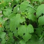 Tithonia rotundifolia Листок