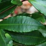 Ardisia crenata Foglia