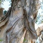 Melaleuca leucadendra Bark