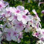 Phlox paniculata Blomst