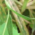 Camelina sativa برگ