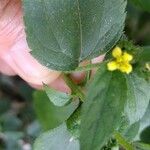 Synedrella nodiflora Fleur