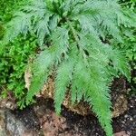Selaginella umbrosa Hostoa