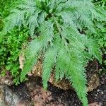 Selaginella umbrosa Leht