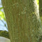 Acer pictum Bark