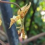 Gongora quinquenervis Blomma