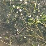 Ranunculus trichophyllus Habit