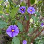 Solanum laciniatum Кветка