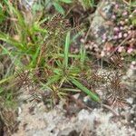 Cyperus distans Цвят