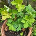 Geranium macrorrhizumЛіст