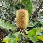 Banksia robur फल