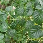 Millingtonia hortensis Hoja