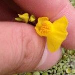 Utricularia australis Floare