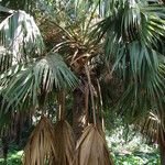 Sabal mexicana Blad