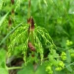 Equisetum sylvaticumLeaf