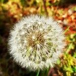 Taraxacum officinale Flower