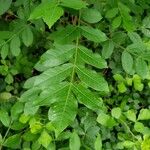 Rhus copallinum Blad