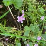 Claytonia sibirica Blüte