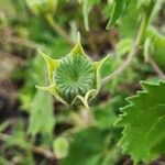 Abutilon grandiflorum Gyümölcs