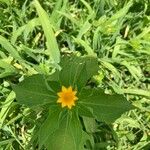 Melampodium divaricatum Flower