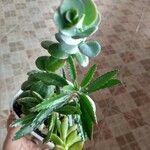 Kalanchoe rosei Leaf