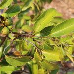 Xylopia katangensis Hoja