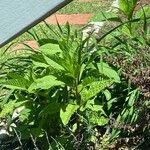 Lilium bulbiferum Leaf