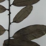 Diospyros guianensis Outro