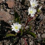 Lewisia oppositifolia 形态