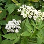 Aegopodium podagrariaFlower