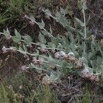 Asclepias californica অভ্যাস