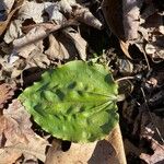 Tipularia discolor Levél