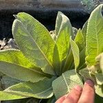 Verbascum thapsus Листок