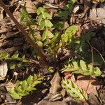 Taraxacum braun-blanquetii Leaf