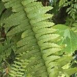 Nephrolepis undulata Frucht