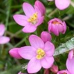 Centaurium littorale Virág