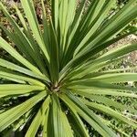 Cordyline indivisa Levél