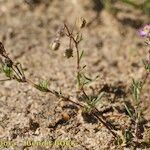 Spergularia echinosperma Habitus