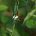 Spermacoce remota Flower