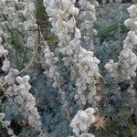 Artemisia frigida Blatt