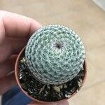 Mammillaria hahnianaFolha