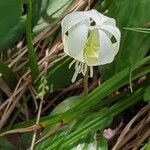 Erythronium californicum Kvet