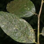 Solanum schlechtendalianum Folio