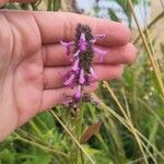 Stachys officinalis Flor